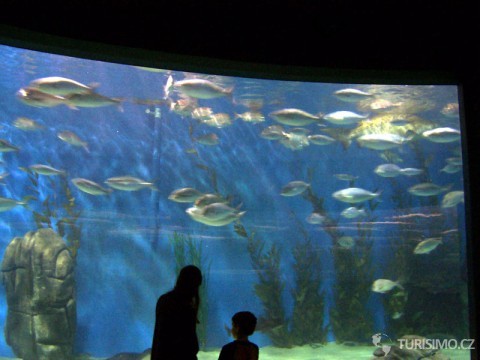 Mořské akvárium, autor: Fir0002